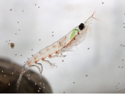 Why shrimp want krill meal on the menu