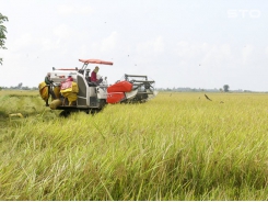 Góc nhìn của nông dân sản xuất lúa đặc sản