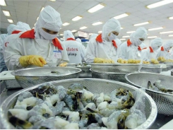 China bans shrimp imports from Ecuador, an opportunity for Vietnamese shrimps?