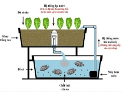 Sinh viên tạo mô hình nuôi cá kết hợp trồng rau thủy canh