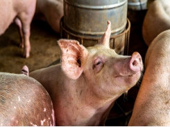 Precision feeding may lower pig dietary protein needs, nitrogen excretion