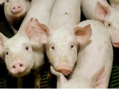 Field cress tested as new protein source for pigs