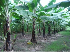 50 hectares of land in Yen Dung hired to grow banana for export