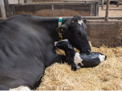 Benefits seen in use of spray-dried plasma in diets of lactating cows