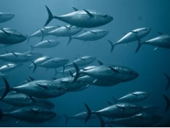 The certificate that could kickstart a renaissance in tuna aquaculture in Europe