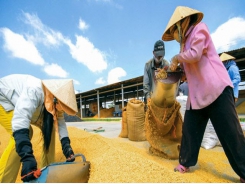 VET conference seeks solutions to boosting rice exports