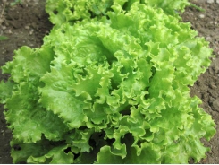 How to deal with big-vein virus and tipburn in lettuce