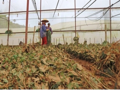 Problematic: Experts call for regulation of Đà Lạt’s greenhouses