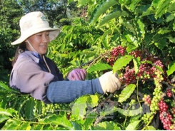 Việt Nam, China boost tea and coffee production co-operation