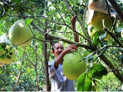 Farmers in Tiền Giang grow more fruit, adapt to climate change
