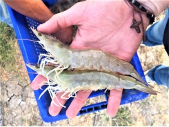 GOAL 2019 Global shrimp production review