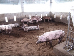 Long An People's Committee advises not to repopulate pig herds when African swine fever