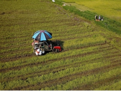 Land policies restrain Việt Nam agricultural development