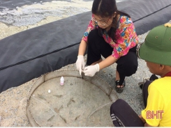 Bệnh vi bào tử trùng trên tôm nuôi lần đầu xuất hiện ở Hà Tĩnh