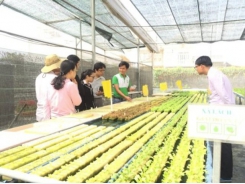 Ứng dụng công nghệ thông minh trồng rau thủy canh