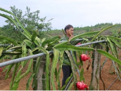 Lão nông vùng đất đồi Nghệ An thu hàng trăm triệu đồng mỗi năm từ thanh long ruột đỏ