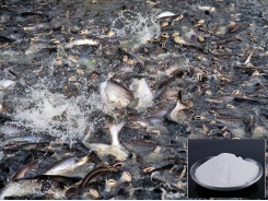 Tăng tỉ lệ sống cho cá da trơn nhờ muối của acid hữu cơ