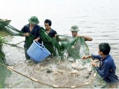 Vinh Phuc: aquaculture output up nearly 5 percent