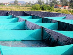 Ứng dụng công nghệ 'zíc zắc' lọc nước nhanh trong nuôi tôm vụ đông ở Nghệ An