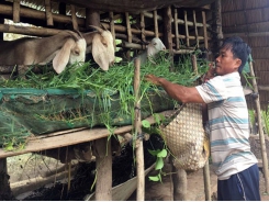 Trà Vinh farmers breed more goats that meet bio-safety standards