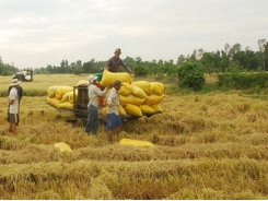 Bạc Liêu’s large-scale rice fields prove benefit of economy of scale