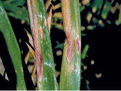 Common onion diseases to watch out for