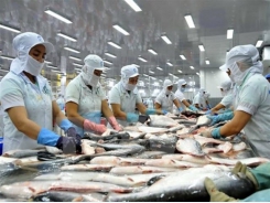 DOC announces review on anti-dumping duties on frozen tra fish fillets from Việt Nam