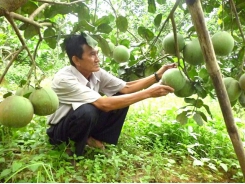 Ứng dụng công nghệ vào liên kết sản xuất cây ăn quả