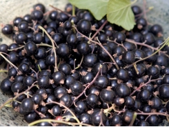 How to grow blackcurrants