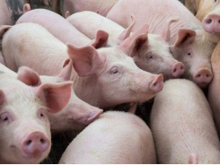 Glutamic acid shown to improve the feed efficiency of weaned piglets