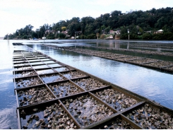 Trial to test probiotics in oyster farming