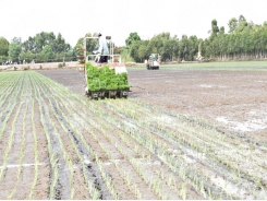 Thanh Hoa: Hi-tech agricultural production is inevitable direction