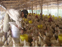 Poultry breeders suffer losses due to oversupply