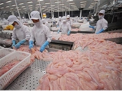 Pangasius exports plunge in many markets