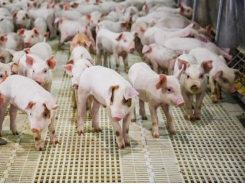 Zinc may influence gut health, immune competence of pigs