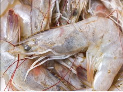 The case against eyestalk ablation in shrimp aquaculture