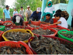 Prices of shrimp material bounce back
