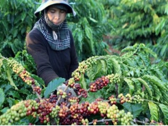Russian demand for imports holds promise for Vietnamese produce