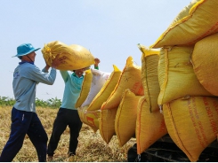 Agro-forestry-fishery exports record trade surplus