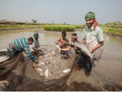 Blockchain set for Bangladesh aquaculture launch