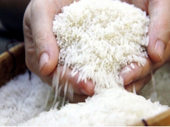 First batch of best rice strain to be exported to EU next week