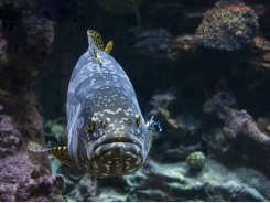 Why hybrid grouper could catch on with Vietnam’s fish farmers