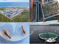 An €8 million incentive for integrated multi-trophic aquaculture