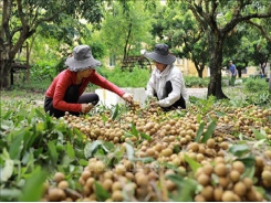 Vietnam’s fruit exports to China decline, but surges to Thailand