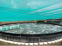 Experiment of intensive black tiger shrimp practice in an inland pond