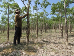 Java olive trees offer Ninh Thuận farmers high incomes, increase forest cover