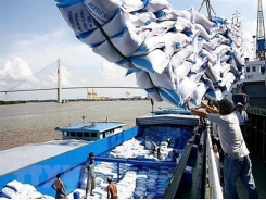 Rice exports enjoy vigorous growth during eight-month period