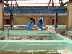 Ninh Thuận - Apply science and technology in shrimp seed production
