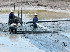 Khuyến cáo chăm sóc tôm sau mưa bão