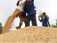 Rice industry must diversify products: experts
